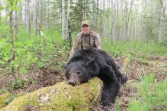 bear_orig