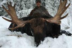 moose-2_orig