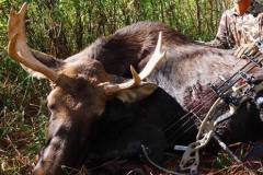 moose6_orig